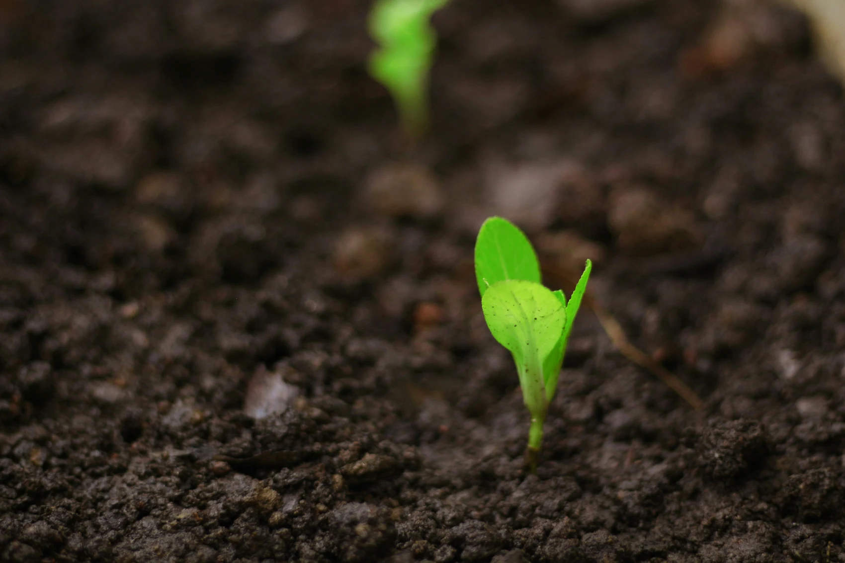 plante