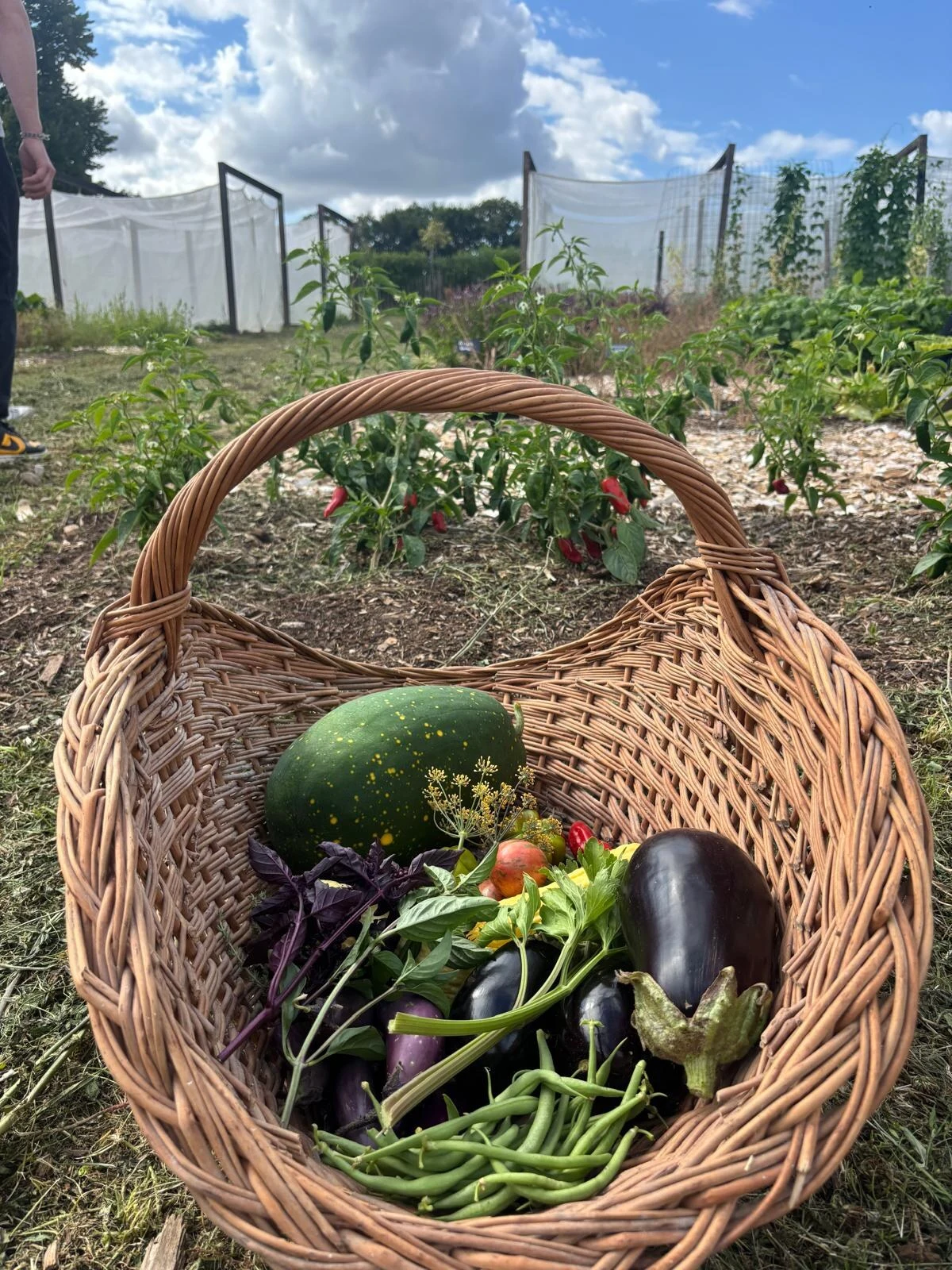 Panier en osier rempli de légumes