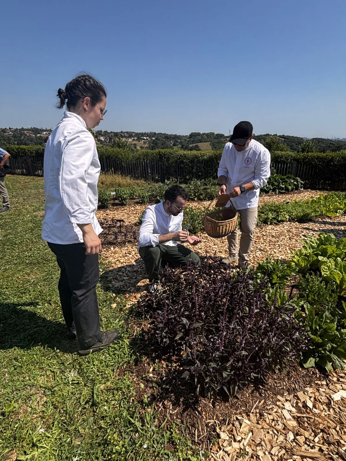 Trois personnes dans un champ, récoltent des salades