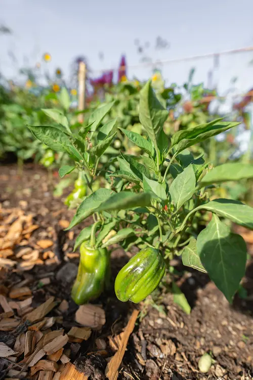 cv