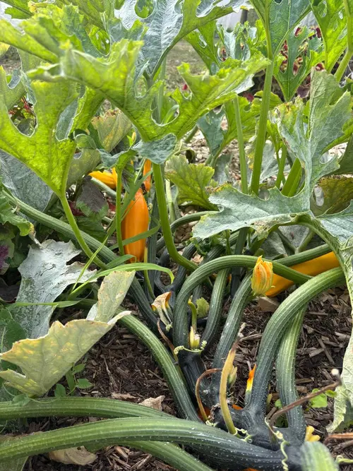 courgette