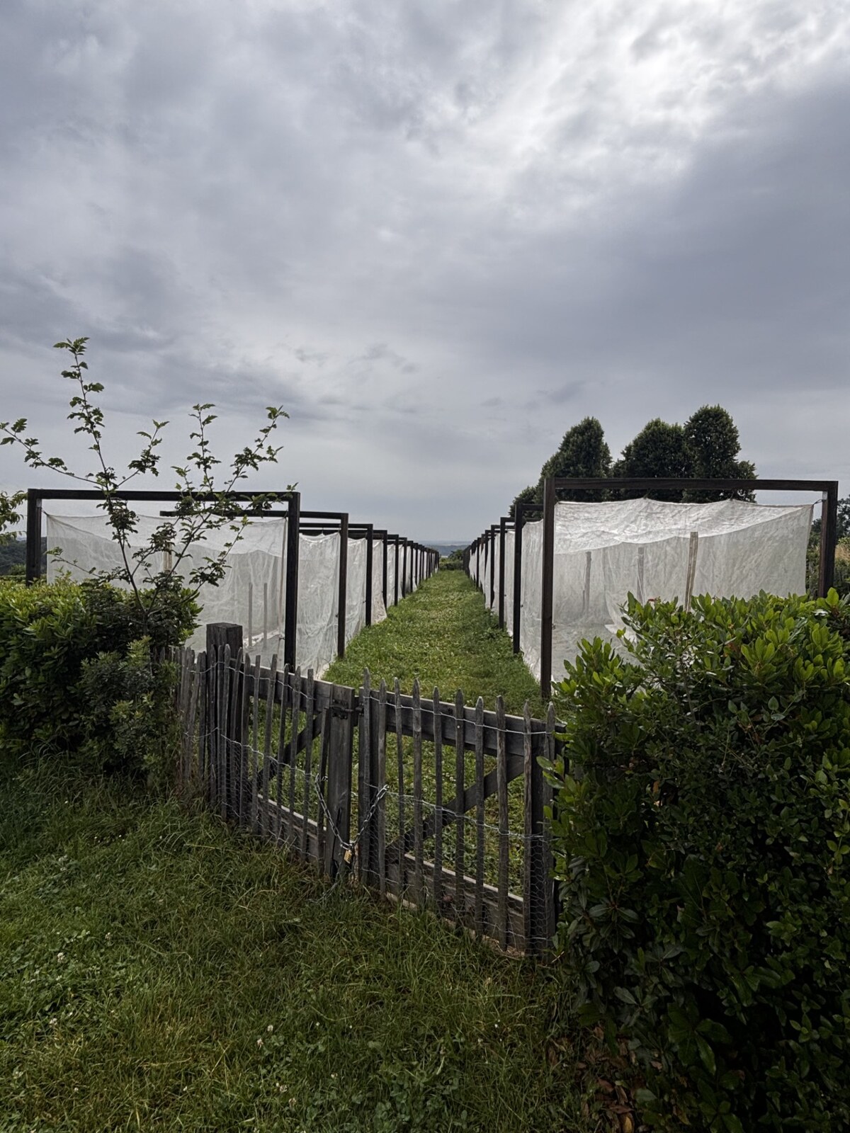 serres